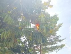 Damkar dan Penyelamatan Kampar Berhasil Lakukan Penanganan Terhadap Sarang Tawon Vespa