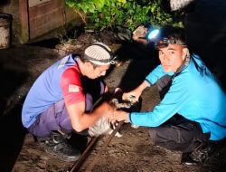 Dinas Damkar dan Penyelamatan Kampar Lakukan Penanganan Terhadap Lebah Dekat Rumah Warga
