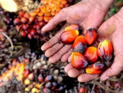 Berikut Daftar Harga Kepala Sawit Mitra Swadaya di Riau hingga 27 Agustus Mendatang