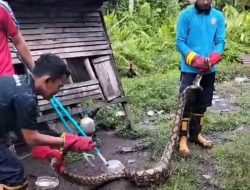Petugas Damkar dan Penyelamatan Kampar Berhasil Diamankan Ular Piton 3 Meter di Salo