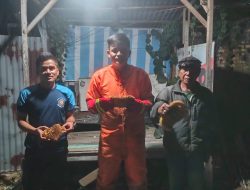 Tim Rescue Damkar dan Penyelamatan Kampar Lakukan Penanganan Terhadap Lebah Madu