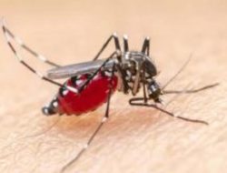 Kasus Malaria Muncul di Pekanbaru, Dinkes Pastikan  Bukan Penularan Lokal