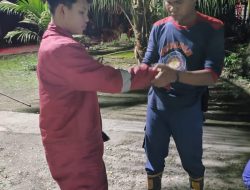 Sarang Lebah di Atas Pohon Kelapa Milik Warga Berhasil Dievakuasi Dinas Damkar dan Penyelamatan Kampar