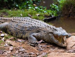 Bocah Mandi di Sungai Inhil Tewas Diterkam Buaya