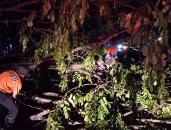 Wakili Pj Bupati, Kalaksa BPBD Kampar Tinjau Pohon Tumbang Akibat Angin Kencang