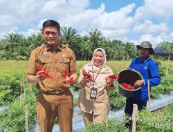 Wakili Pj Bupati, Kadis Pertanian Kampar Nurilahi Ali Lakukan Panen Raya Cabai Sekaligus Resmikan Bangsal Paska Panen