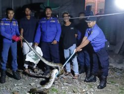 Tim Rescue Dinas Damkar dan Penyelamatan Kampar Berhasil Amankan Ular Piton